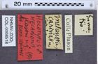 Etikette zu Melanotus plasoni (NHMW-ZOO-COL-0008518)